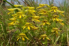Habenaria marginata var. marginata
